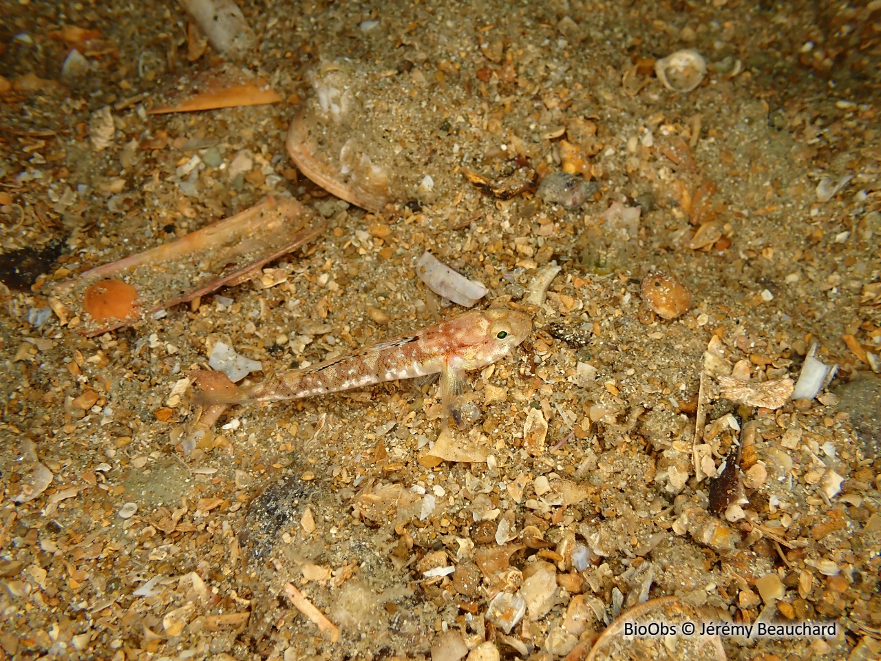 Gobie varié - Pomatoschistus pictus - Jérémy Beauchard - BioObs