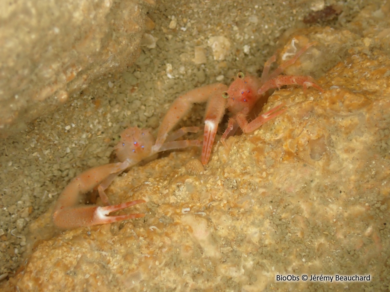 Galathée intermédiaire - Galathea intermedia - Jérémy Beauchard - BioObs