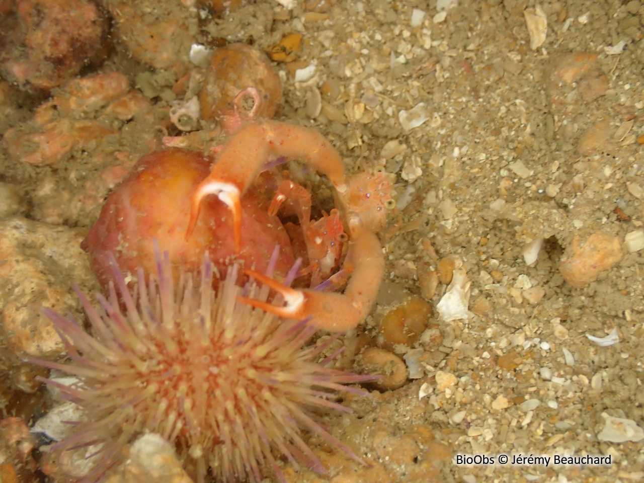 Galathée intermédiaire - Galathea intermedia - Jérémy Beauchard - BioObs
