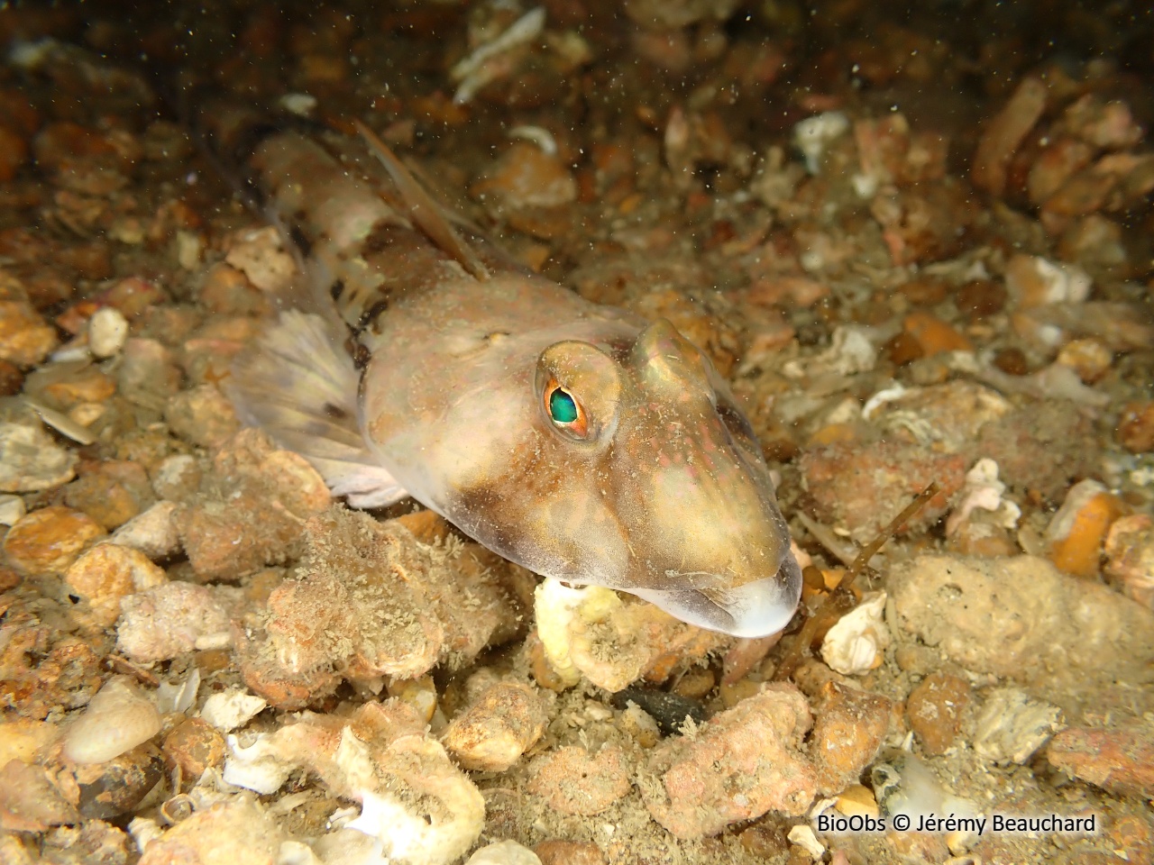 Dragonnet - Callionymus lyra - Jérémy Beauchard - BioObs