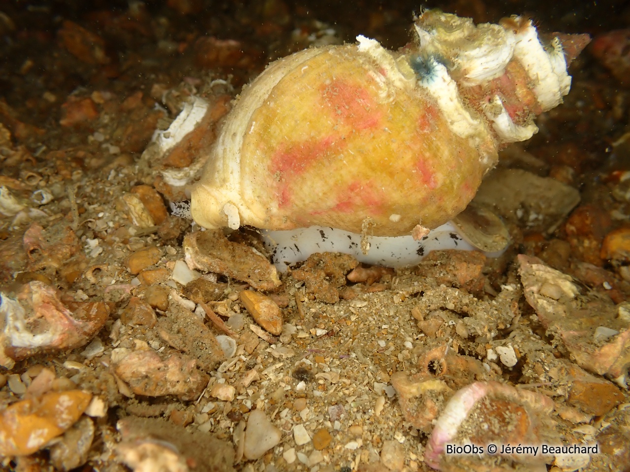 Buccin commun - Buccinum undatum - Jérémy Beauchard - BioObs