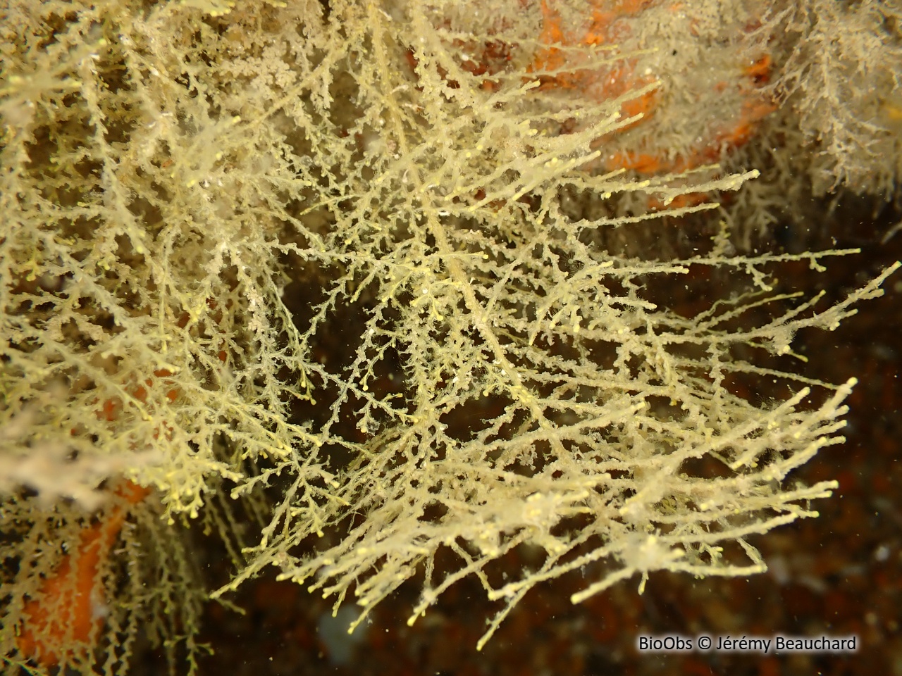 Sertularelle ramifiée - Sertularella gayi - Jérémy Beauchard - BioObs
