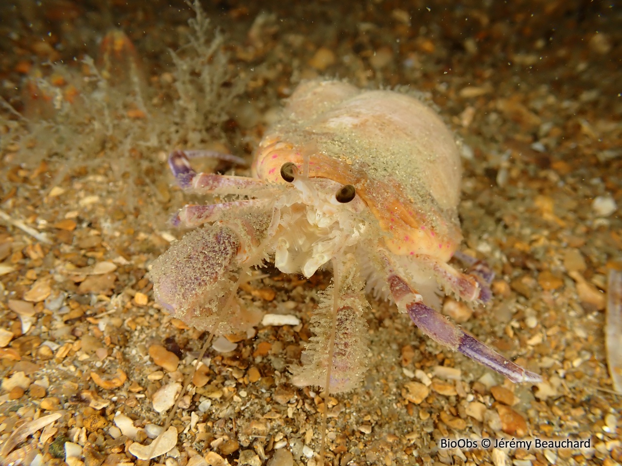 Gonfaron - Pagurus prideaux - Jérémy Beauchard - BioObs