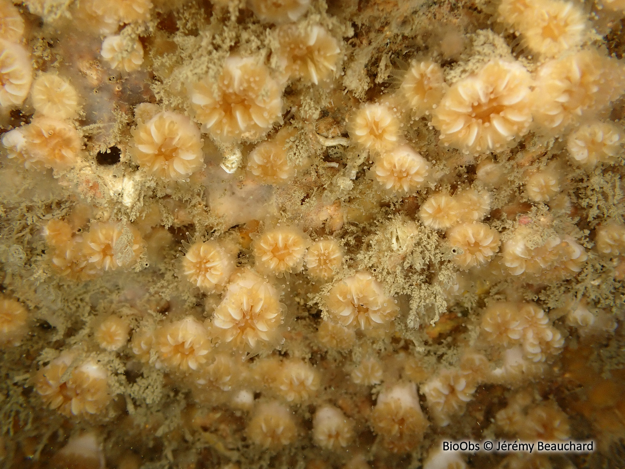 Madrépore oeillet - Caryophyllia inornata - Jérémy Beauchard - BioObs
