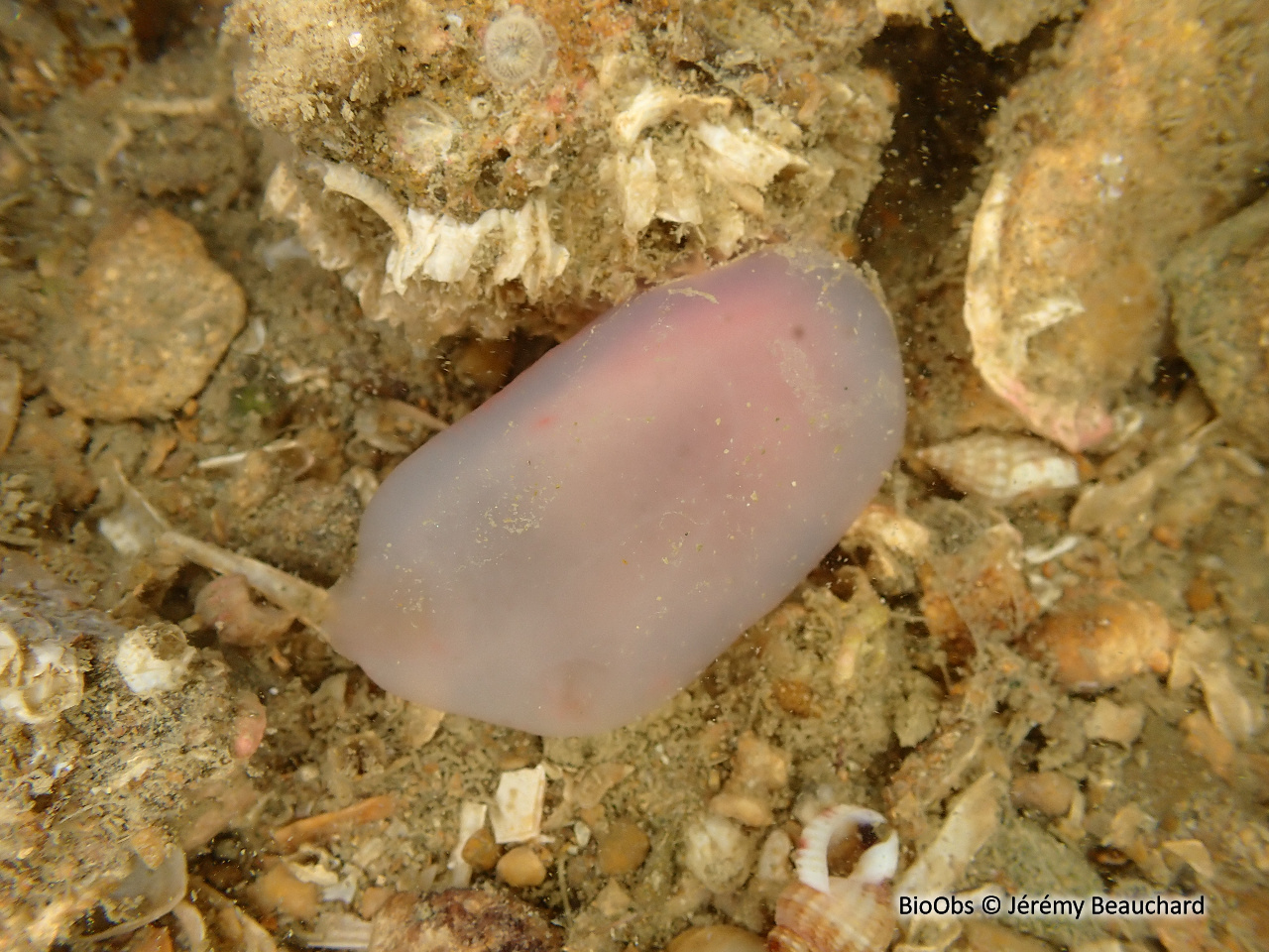 Ascidie rectangulaire - Ascidia virginea - Jérémy Beauchard - BioObs