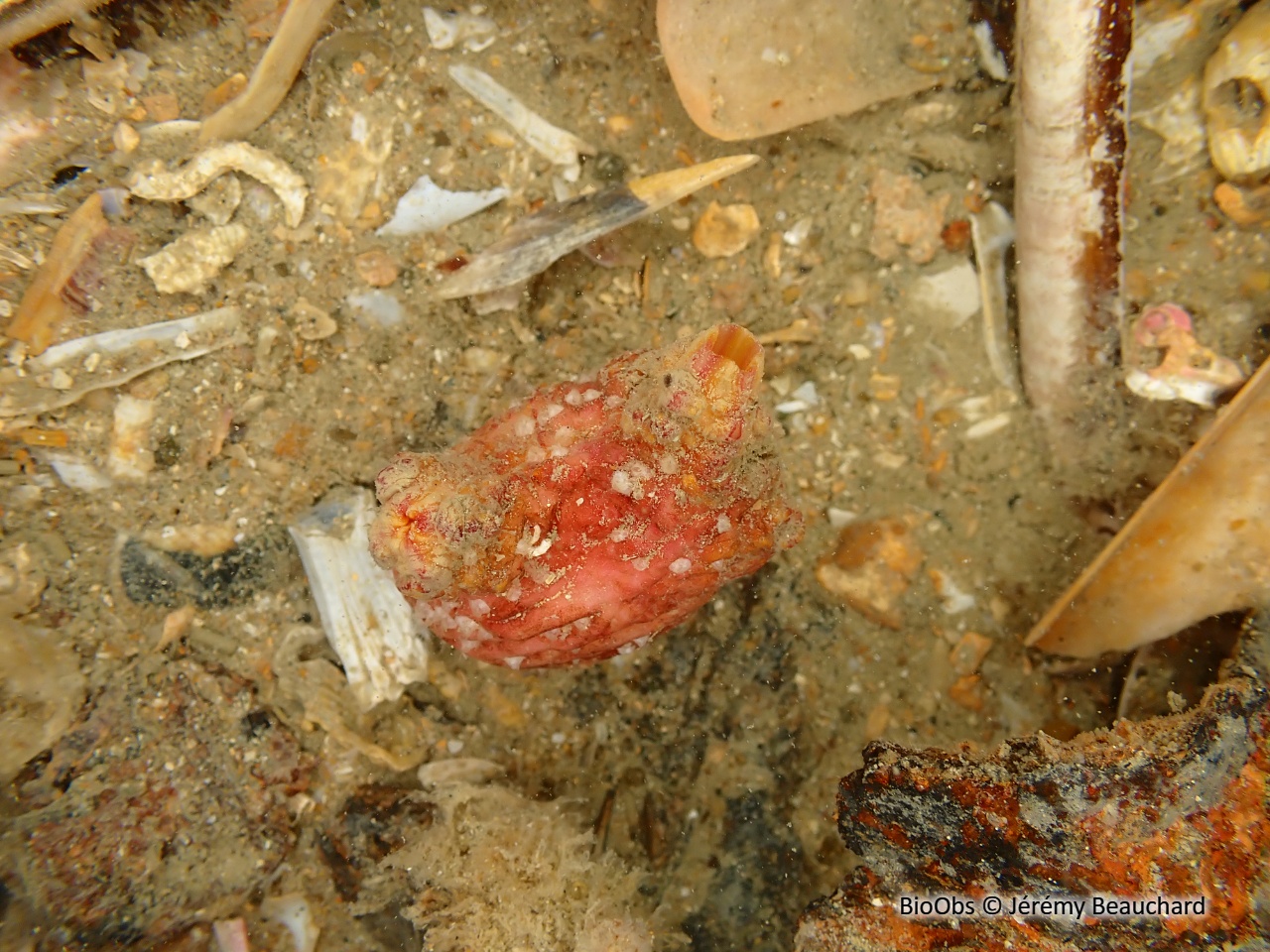 Ascidie boiteuse - Microcosmus claudicans - Jérémy Beauchard - BioObs