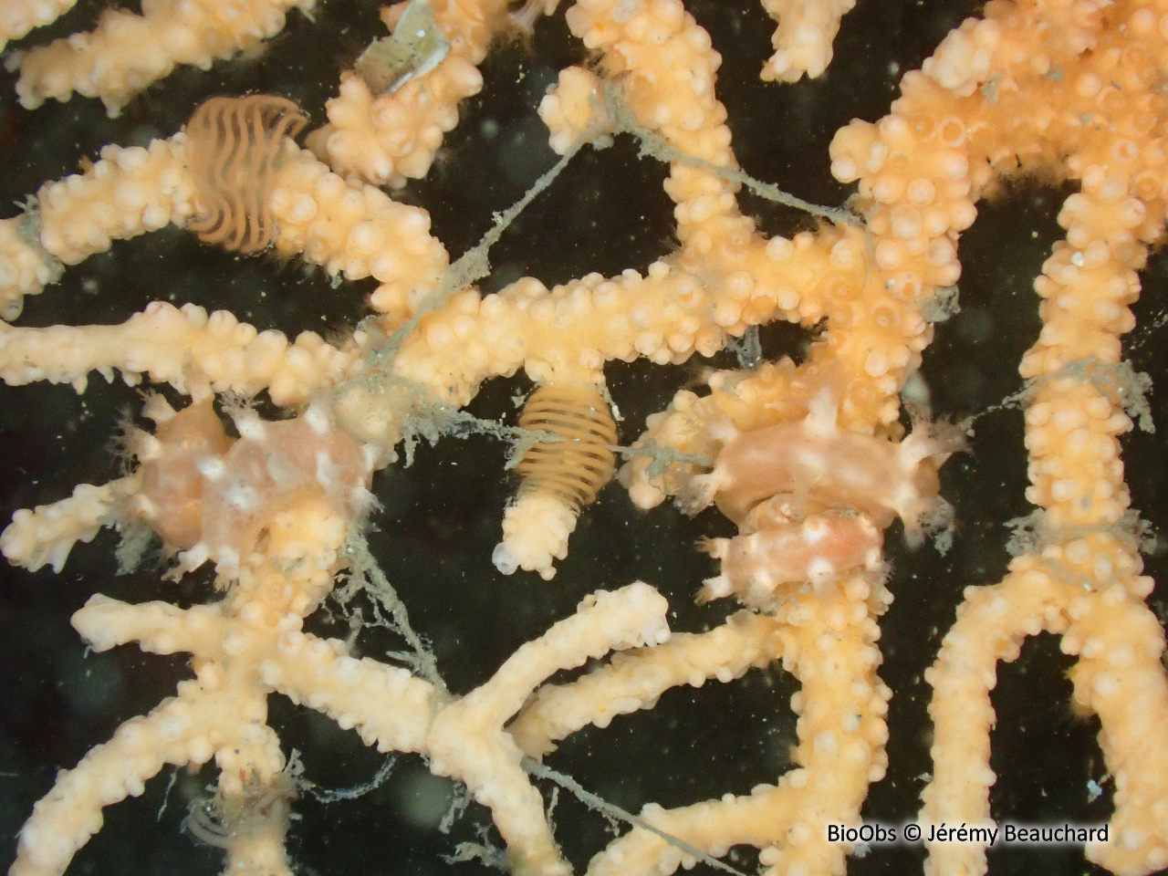 Tritonie des gorgones ponte - Duvaucelia ponte - Jérémy Beauchard - BioObs