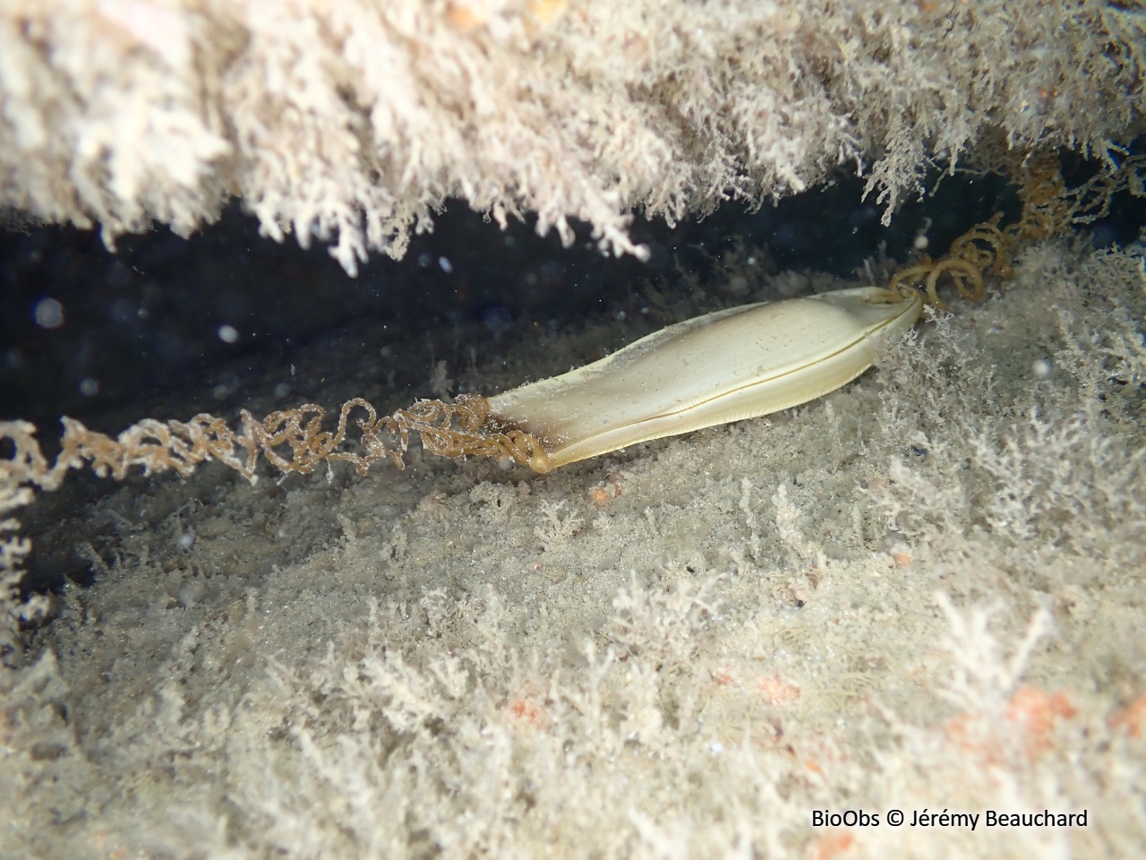Grande roussette ponte - Scyliorhinus - Jérémy Beauchard - BioObs