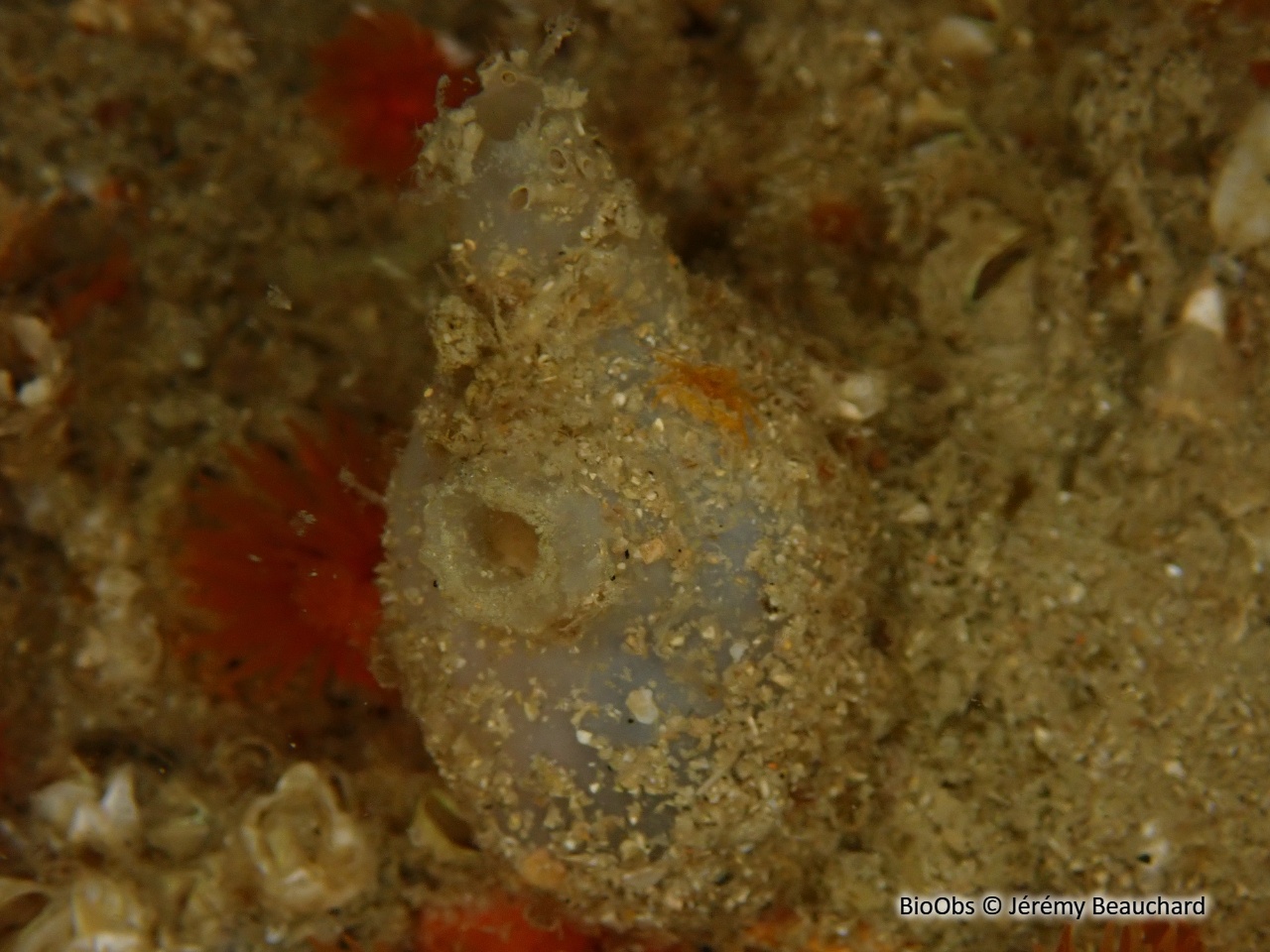 Ascidie sale - Ascidiella aspersa - Jérémy Beauchard - BioObs