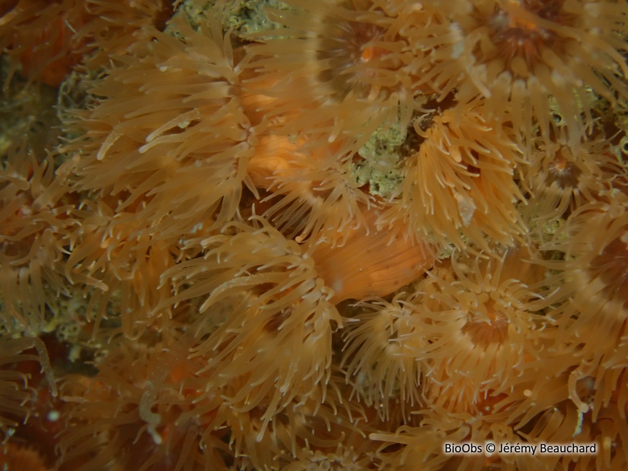 Anémone flammée - Diadumene cincta - Jérémy Beauchard - BioObs
