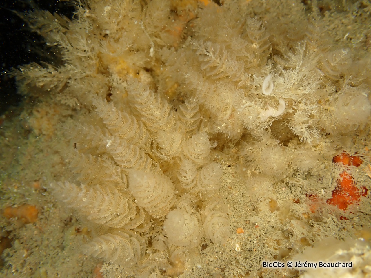 Bugule spiralée - Bugulina turbinata - Jérémy Beauchard - BioObs