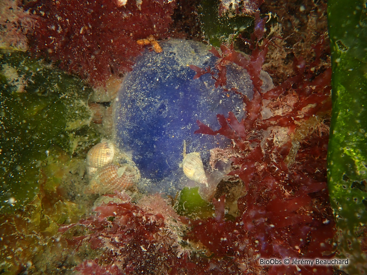 Cyanée de Lamarck - Cyanea lamarckii - Jérémy Beauchard - BioObs