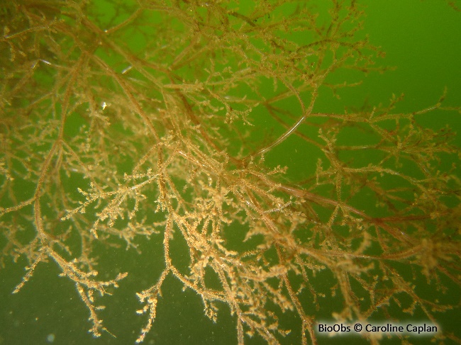 Bryozoaire spaghetti - Amathia verticillata - Caroline Caplan - BioObs