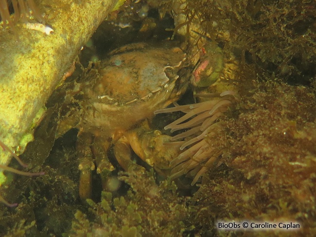 Crabe vert de Méditerranée - Carcinus aestuarii - Caroline Caplan - BioObs