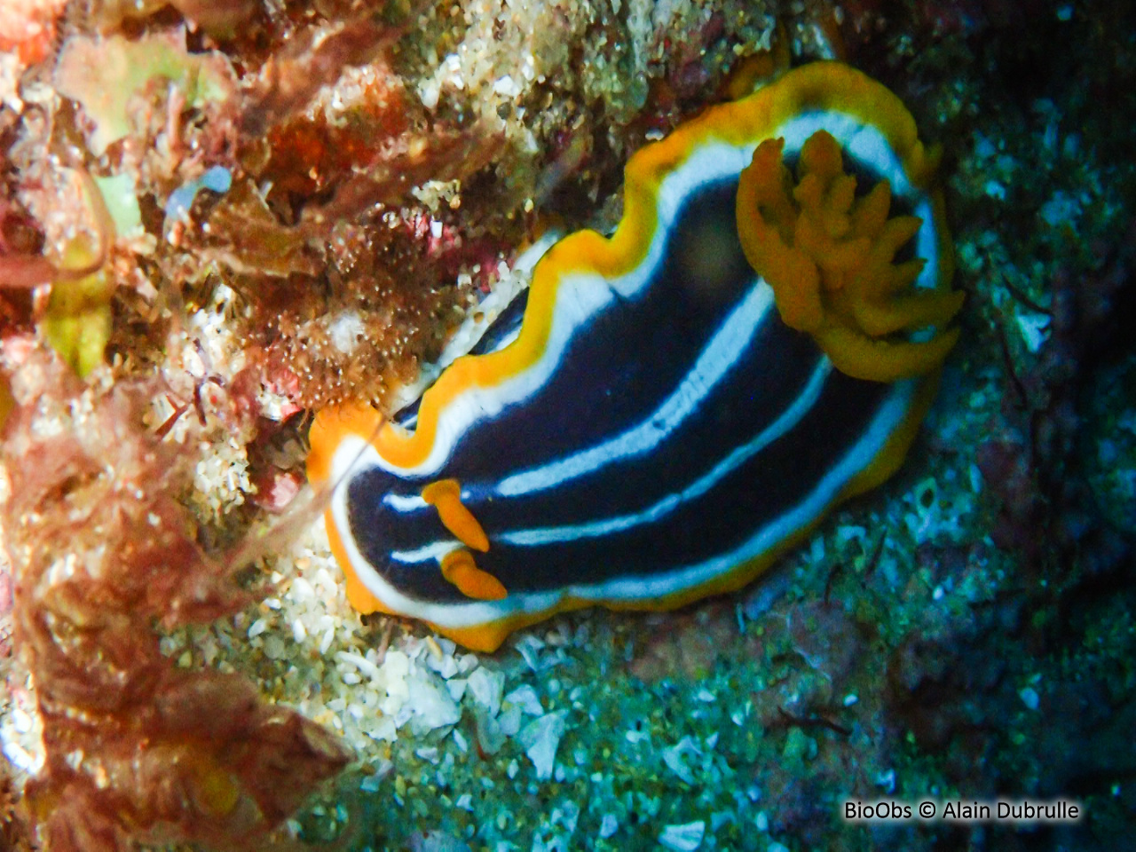 Chromodoris africain - Chromodoris africana - Alain Dubrulle - BioObs