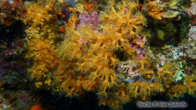 Anémone jaune encroûtante - Parazoanthus axinellae - Alain Dubrulle - BioObs