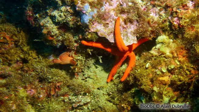 Etoile de mer rouge - Echinaster (Echinaster) sepositus - Alain Dubrulle - BioObs