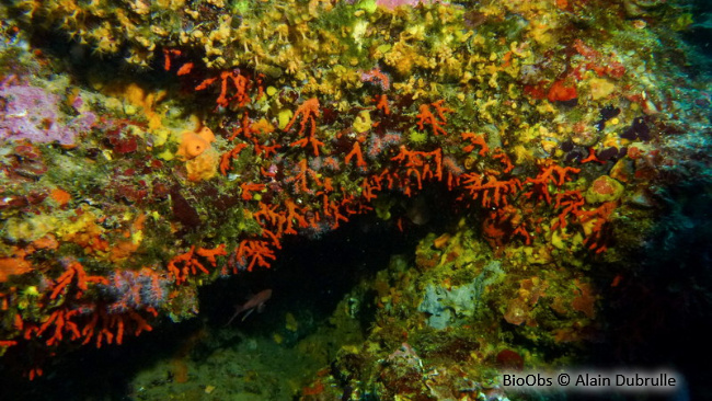 Corail rouge - Corallium rubrum - Alain Dubrulle - BioObs
