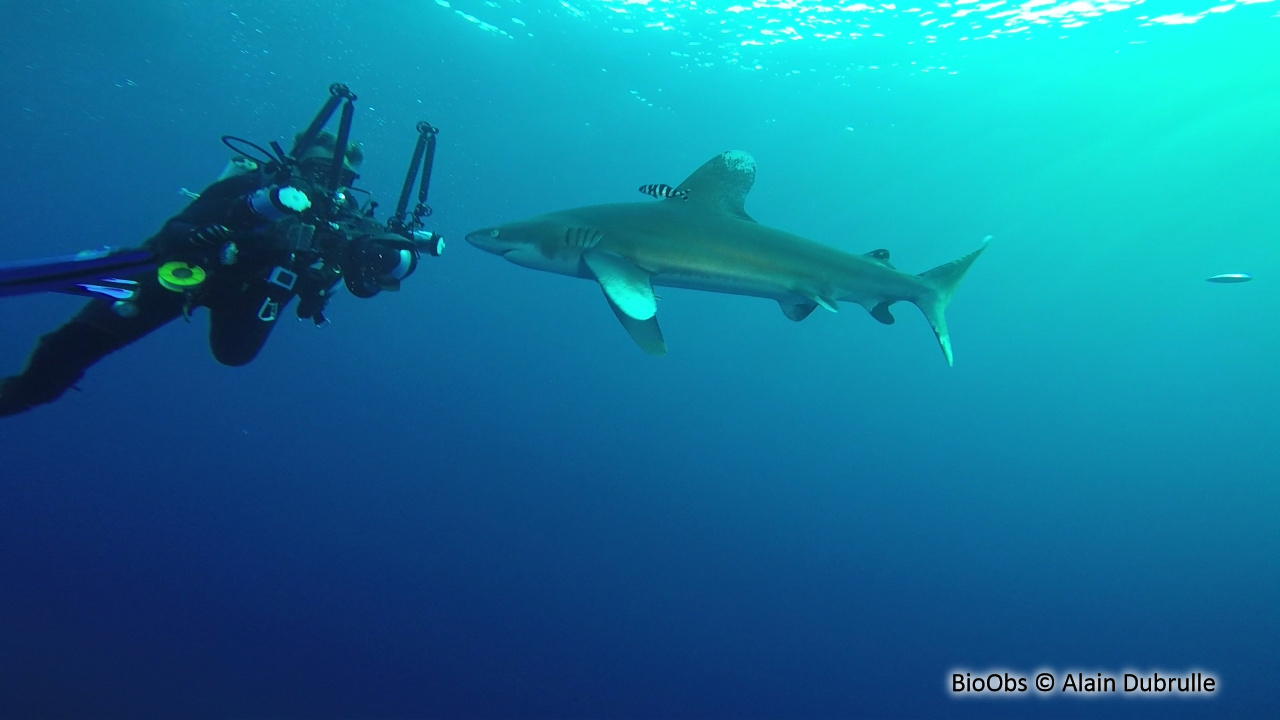 Requin océanique - Carcharhinus longimanus - Alain Dubrulle - BioObs