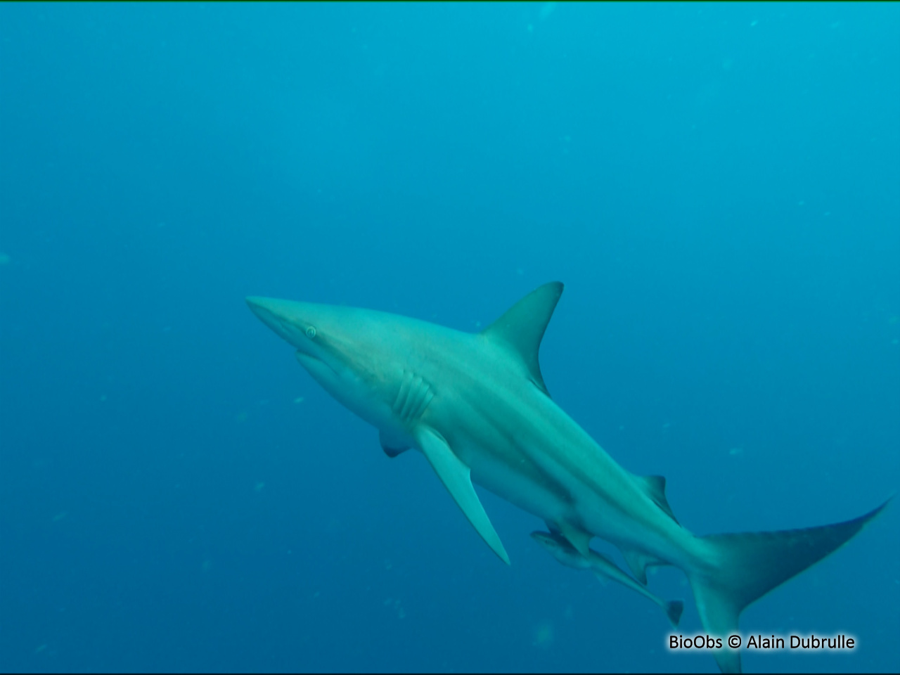 Requin bordé - Carcharhinus limbatus - Alain Dubrulle - BioObs