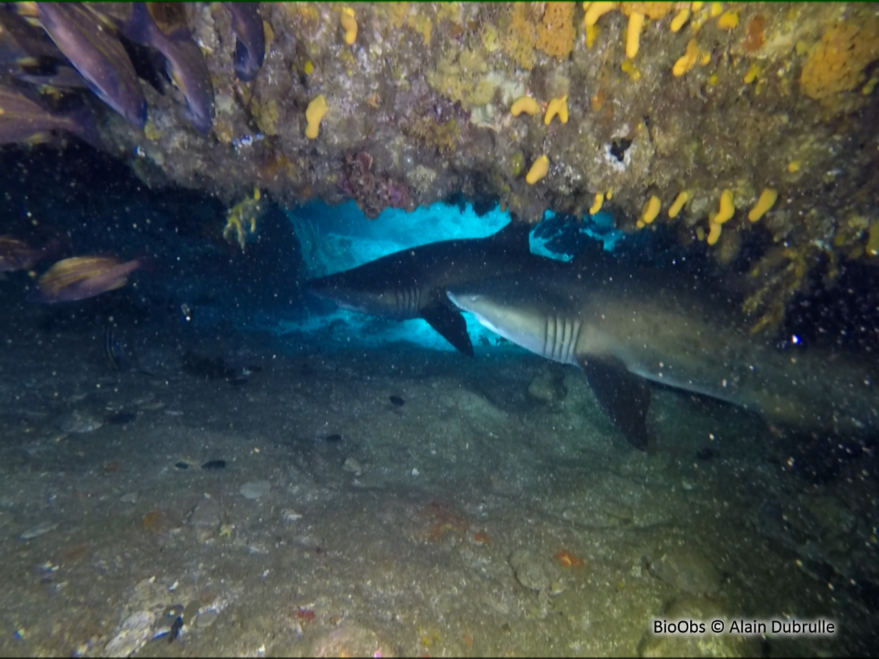 Requin taureau - Carcharias taurus - Alain Dubrulle - BioObs