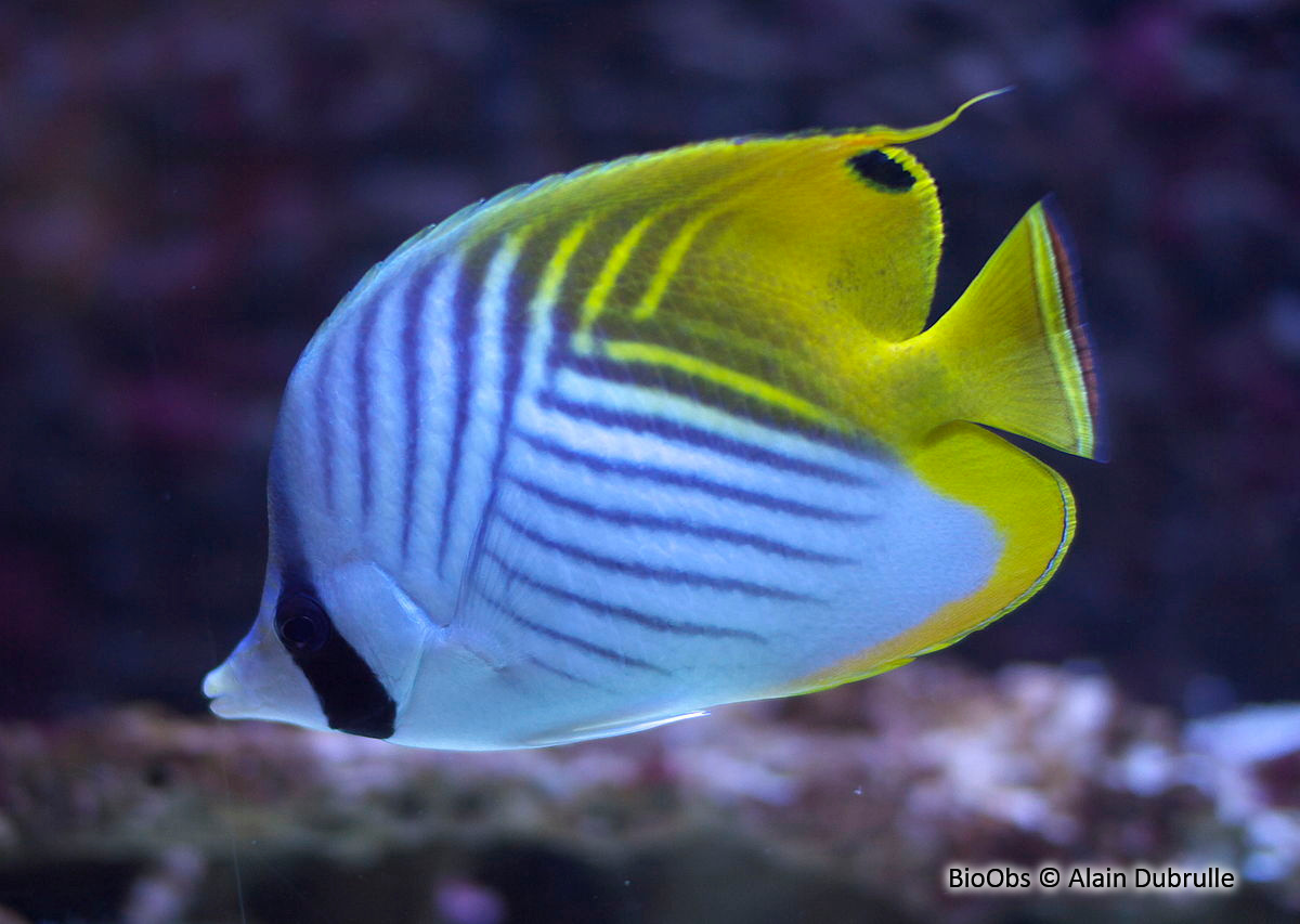 Poisson-papillon cocher - Chaetodon auriga - Alain Dubrulle - BioObs