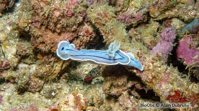 Doris de Loch - Chromodoris lochi - Alain Dubrulle - BioObs