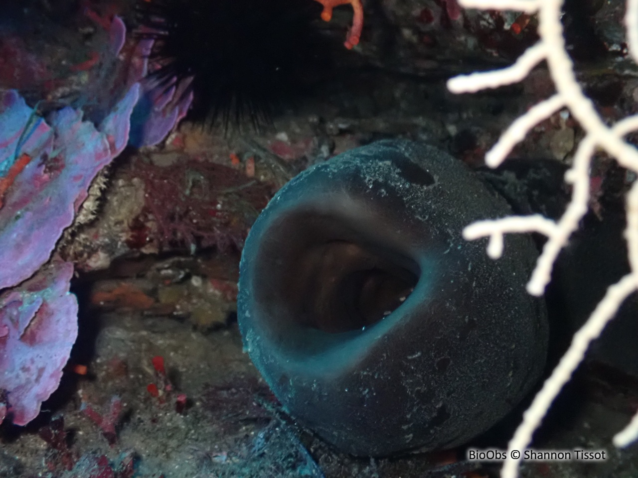 Eponge calice de Nicée - Calyx nicaeensis - Shannon Tissot - BioObs