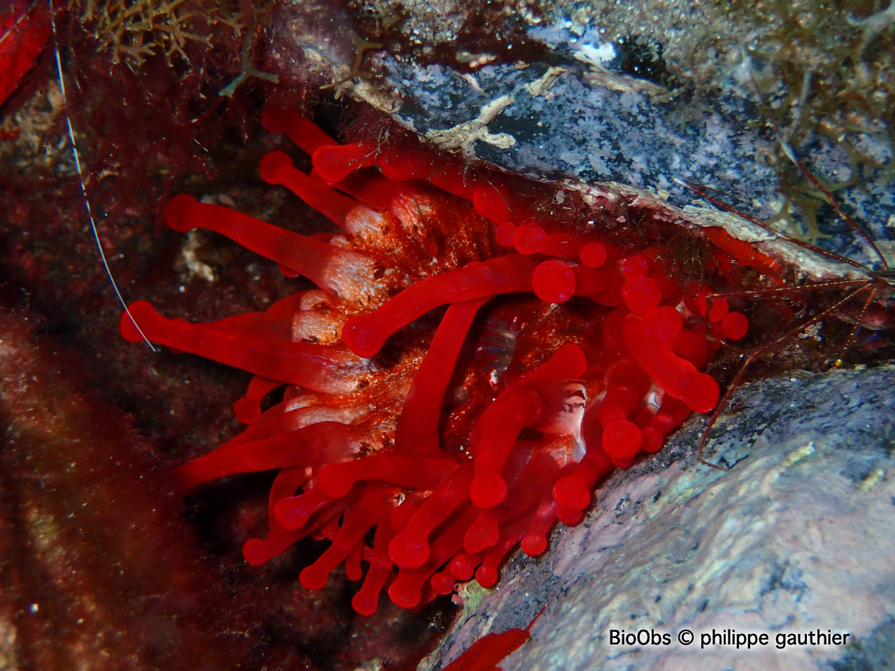 Anémone américaine - Telmatactis cricoides - philippe gauthier - BioObs