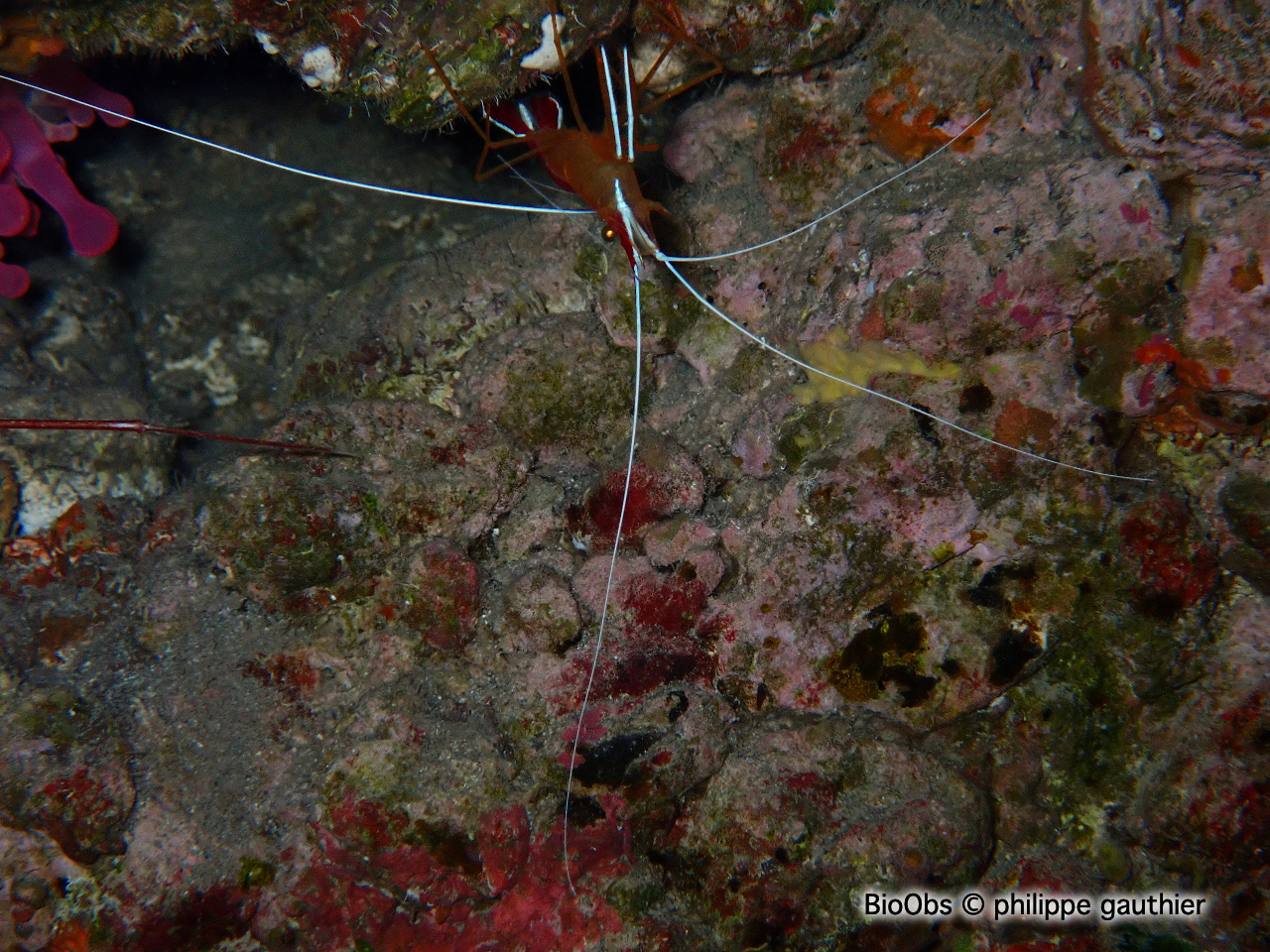 Crevette barbier caraïbes - Lysmata grabhami - philippe gauthier - BioObs