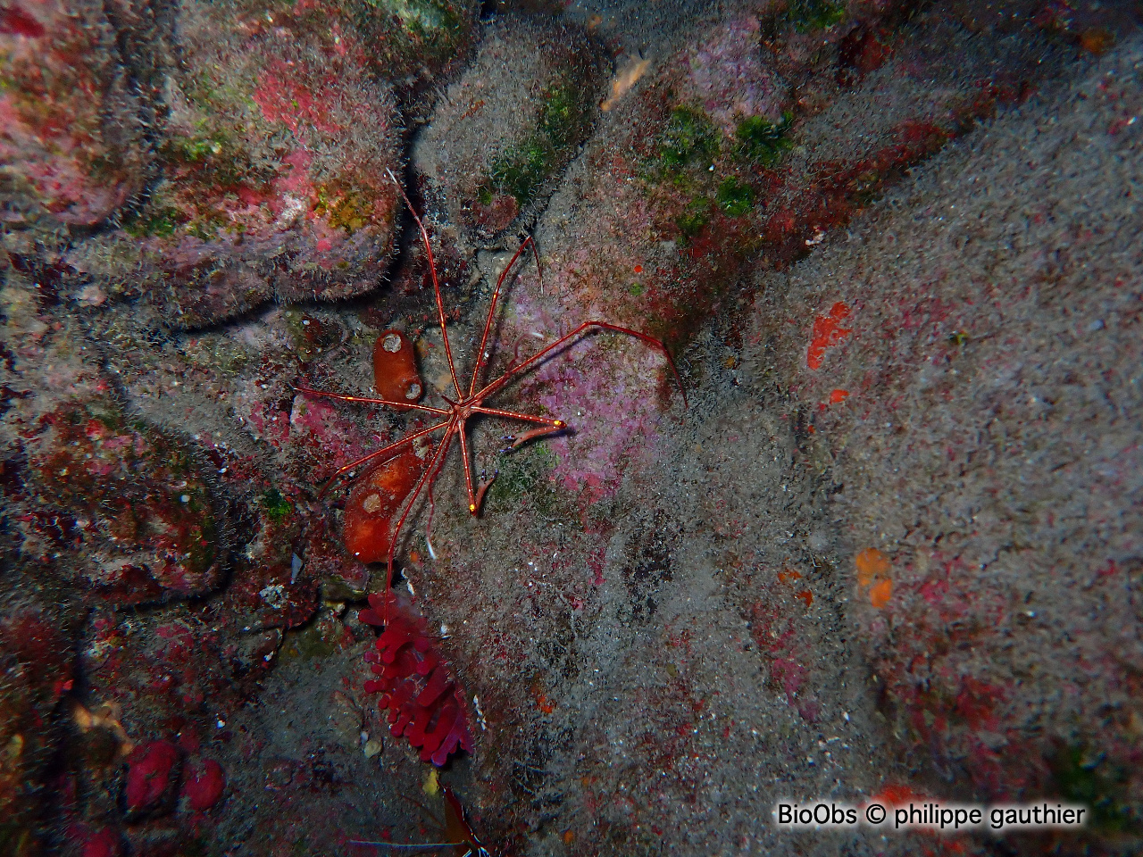 Crabe lance - Stenorhynchus lanceolatus - philippe gauthier - BioObs