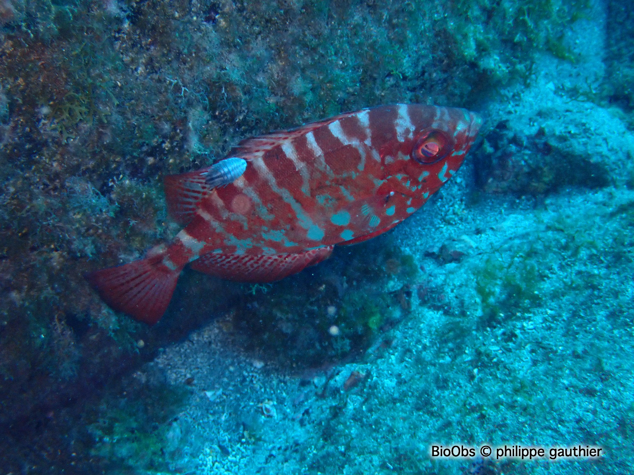 Priacanthe brillant - Heteropriacanthus fulgens - philippe gauthier - BioObs