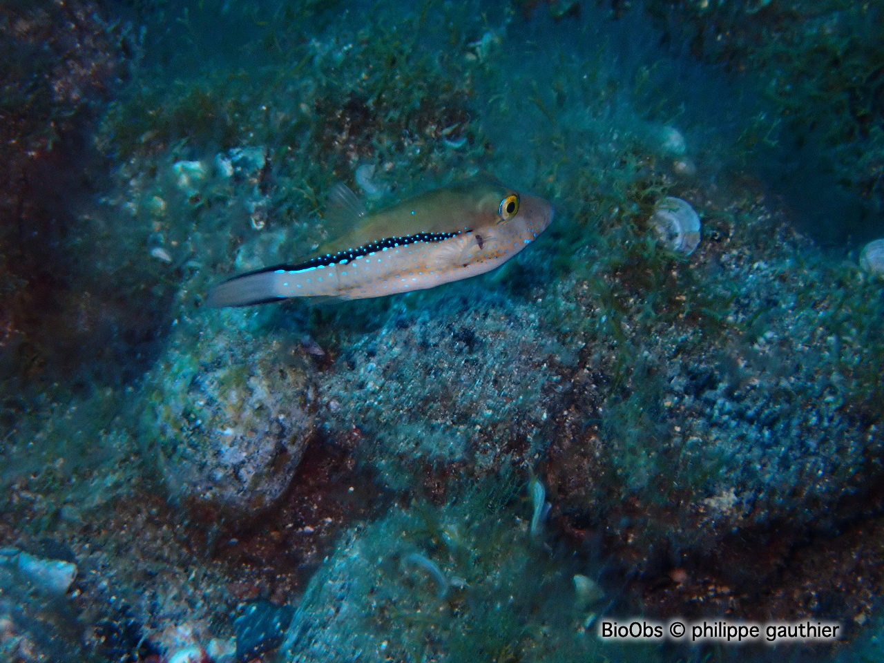Poisson coffre nez pointu - Canthigaster capistrata - philippe gauthier - BioObs