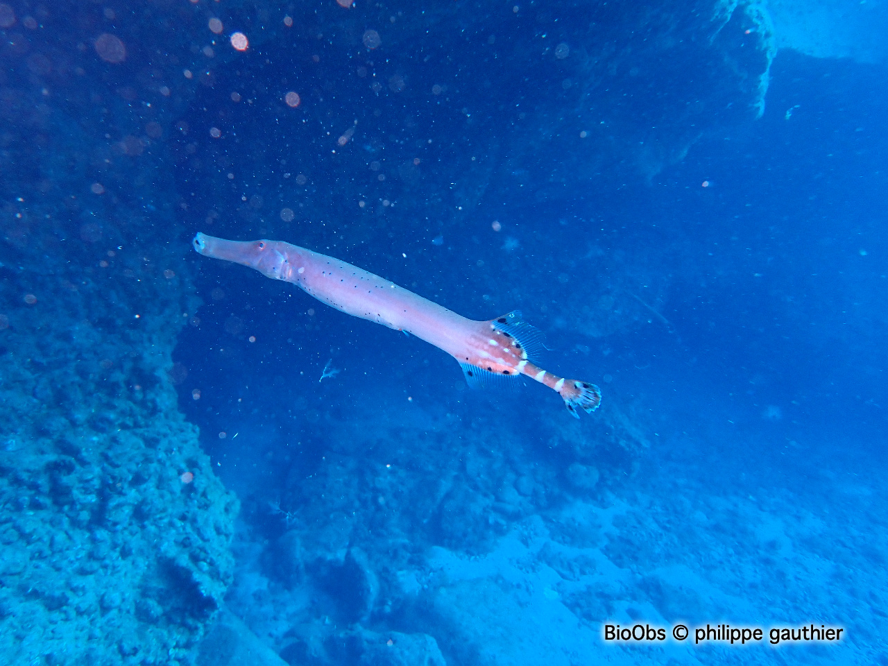 Poisson trompette de l'atlantique - Aulostomus strigosus - philippe gauthier - BioObs