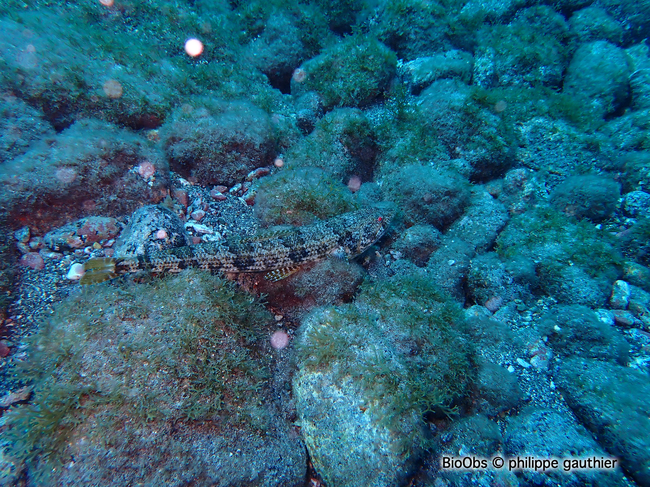 Anoli commun - Synodus synodus - philippe gauthier - BioObs