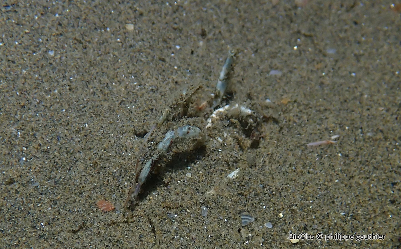 Crabe bleu américain - Callinectes sapidus - philippe gauthier - BioObs