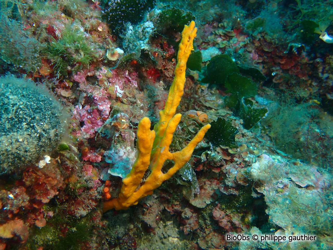 Axinelle commune - Axinella polypoides - philippe gauthier - BioObs