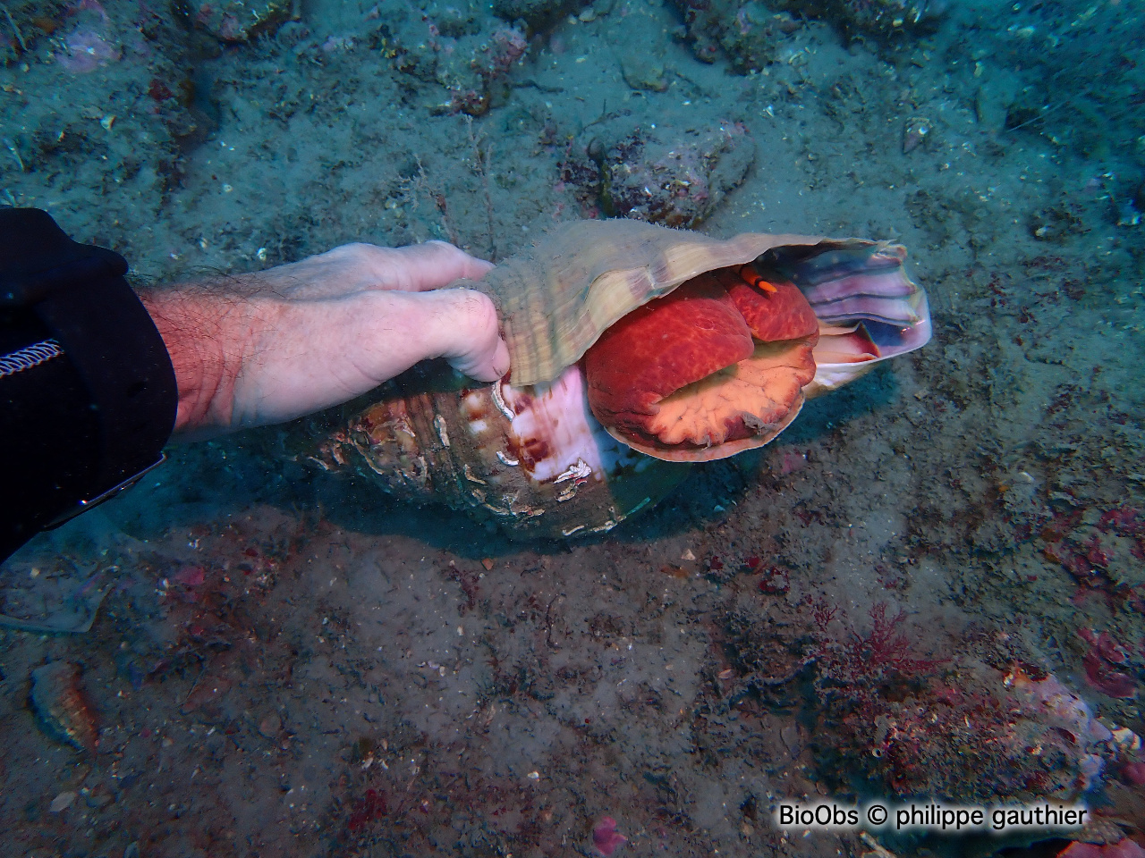 Triton, grande conque - Charonia lampas - philippe gauthier - BioObs