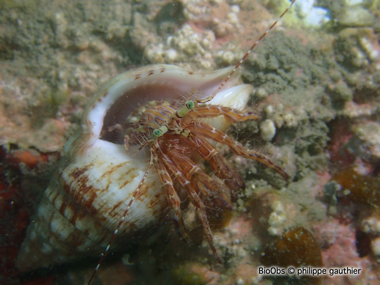 Pagure anachorète - Pagurus anachoretus - philippe gauthier - BioObs