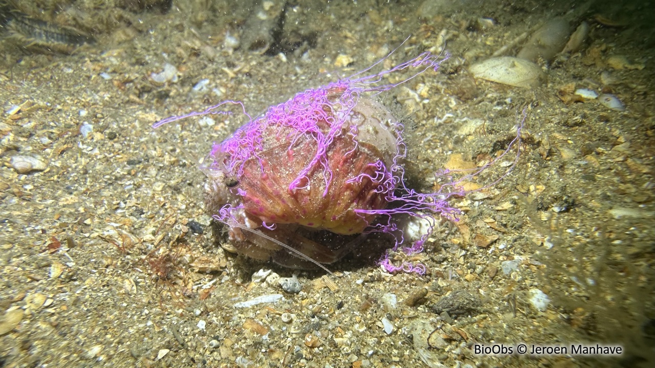Gonfaron - Pagurus prideaux - Jeroen Manhave - BioObs
