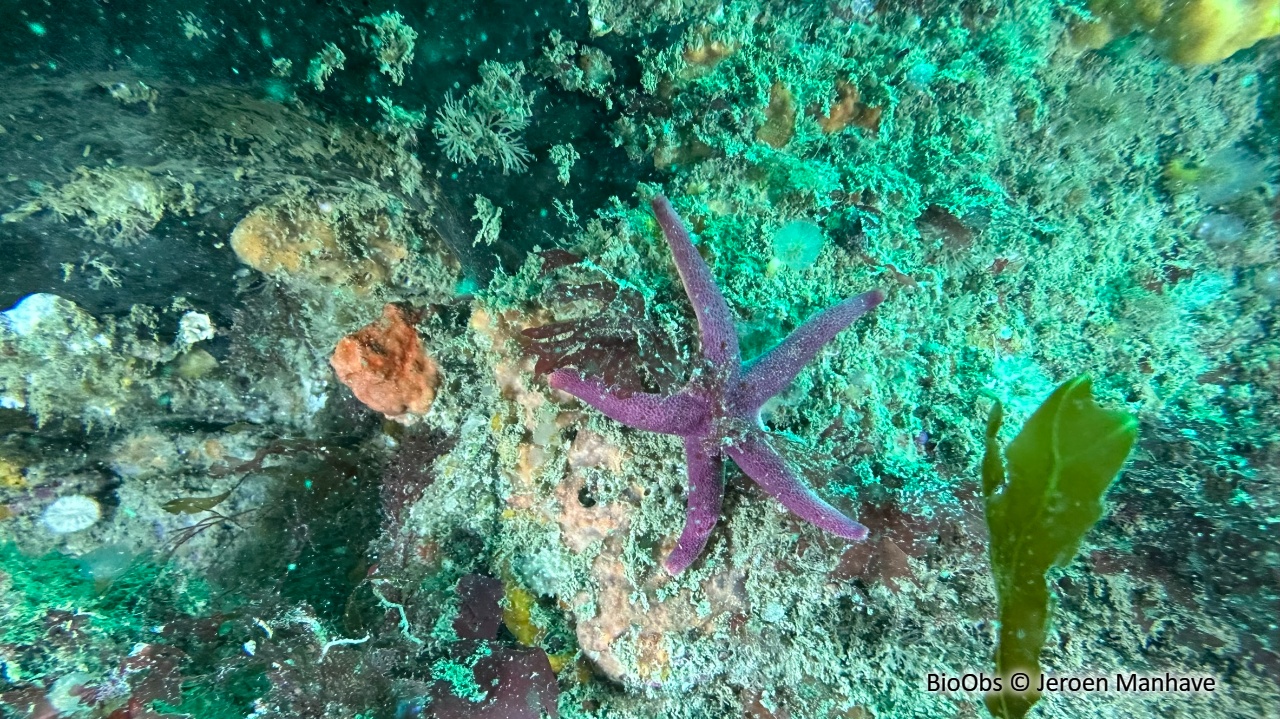 Etoile de mer Henricia - Henricia sp - Jeroen Manhave - BioObs