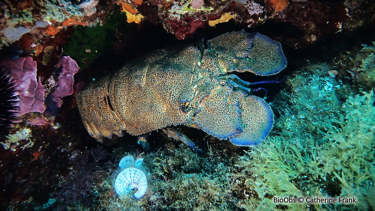 Grande cigale - Scyllarides latus - Catherine Frank - BioObs