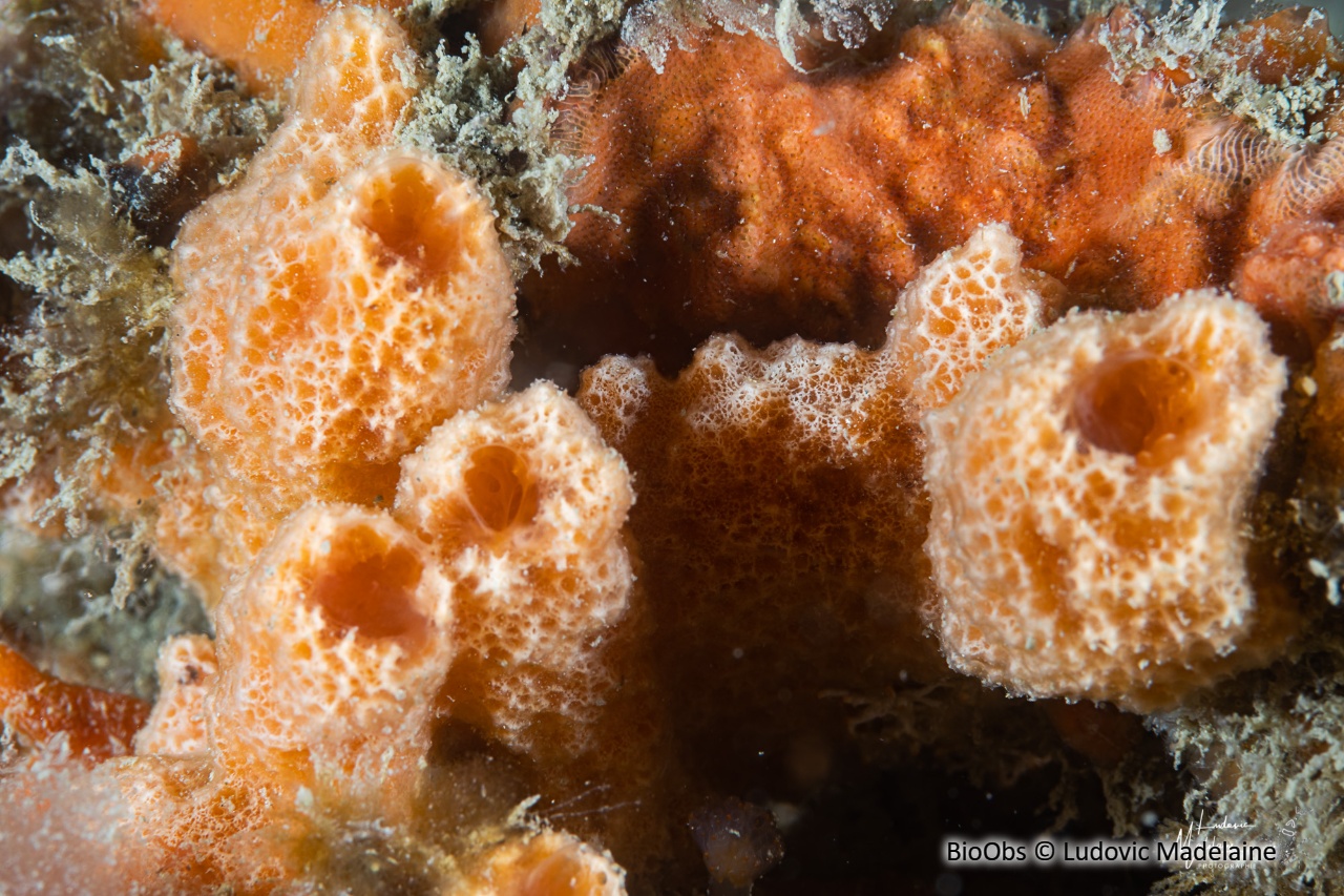 Eponge digitée rose saumon - Ulosa digitata - Ludovic Madelaine - BioObs
