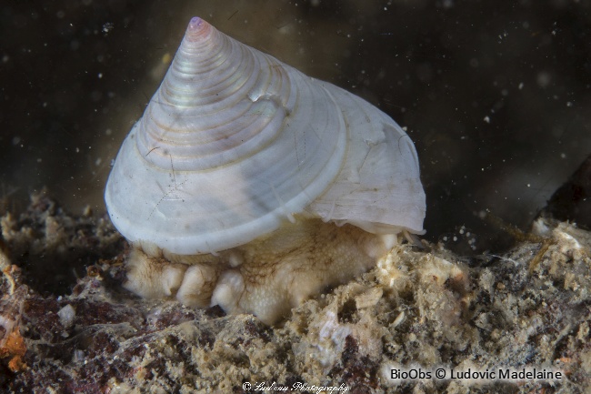 Troque jujube - Calliostoma zizyphinum - Ludovic Madelaine - BioObs