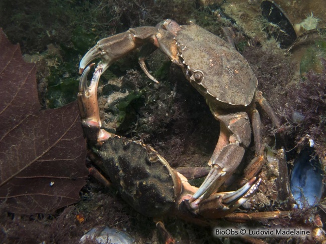 Crabe vert - Carcinus maenas - Ludovic Madelaine - BioObs