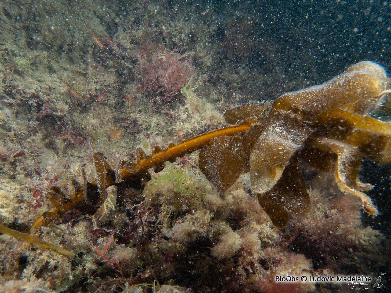 Wakamé - Undaria pinnatifida - Ludovic Madelaine - BioObs