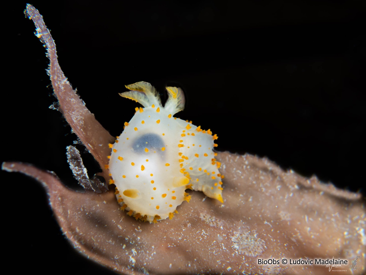 Crimora à papilles - Crimora papillata - Ludovic Madelaine - BioObs