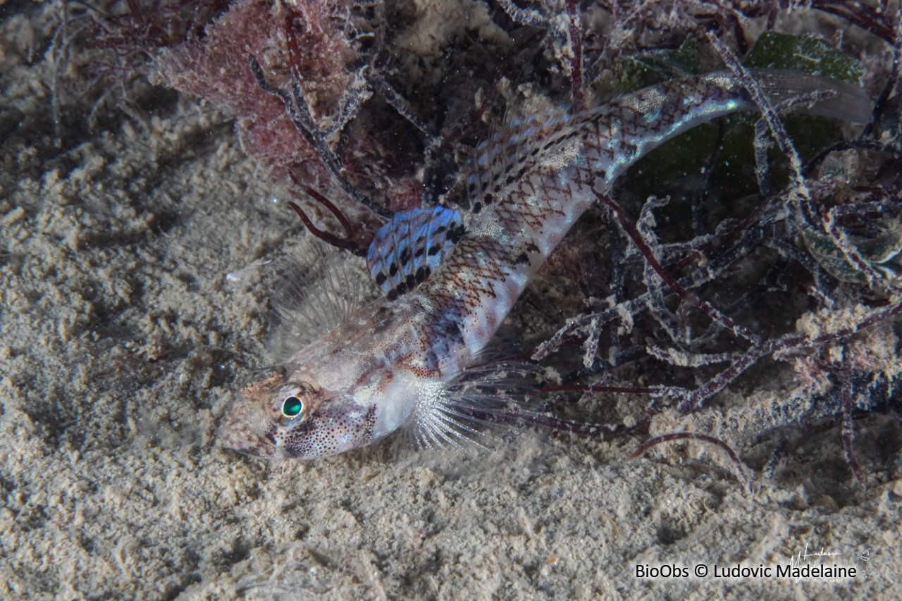 Gobie varié - Pomatoschistus pictus - Ludovic Madelaine - BioObs