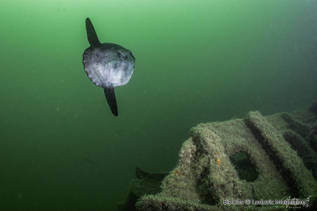 Poisson lune - Mola mola - Ludovic Madelaine - BioObs