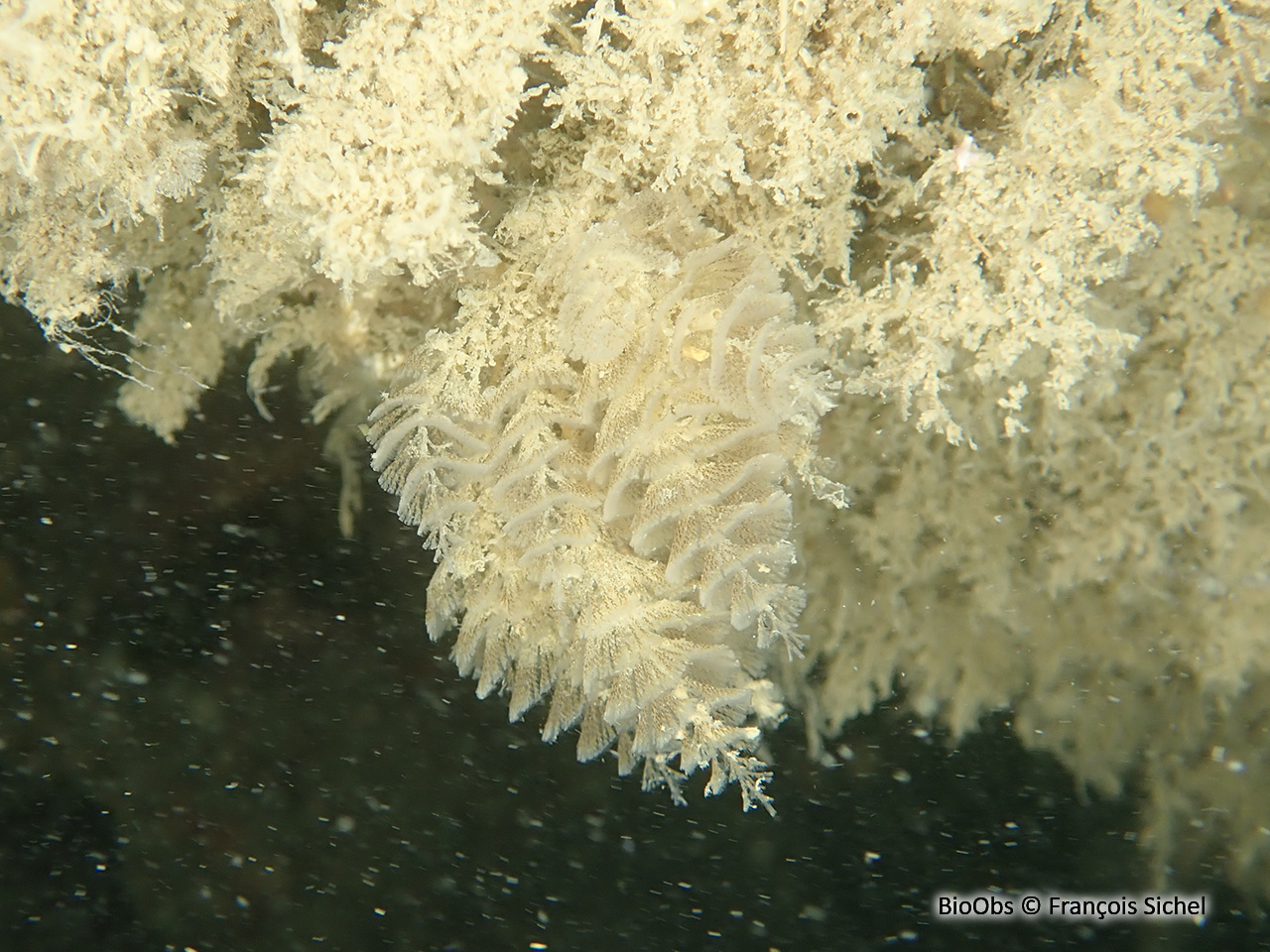 Bugule spiralée - Bugulina turbinata - François Sichel - BioObs